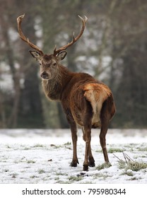 A Red Deer Stag on a snow covered field in the Scottish Highlands
