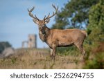 red deer stag posing by the old John filly at Bradgate Park