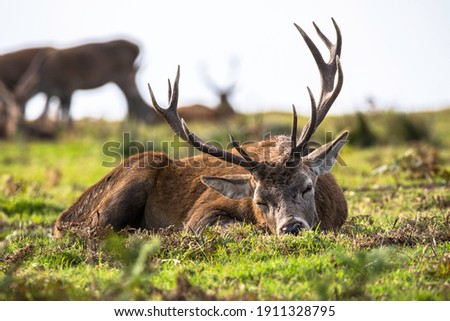 Red Deer Stag resting and sleeping during the Autumn Rut Season