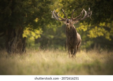 Red Deer Stag Roaring At Meadow