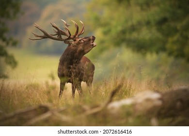 Red Deer Stag Roaring At Meadow