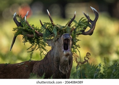 A red deer stag rutting, with bracken on his antlers