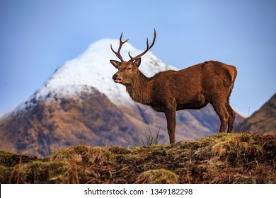 Red Deer Stag In Scotland Highlands With Snow Mountain Background 