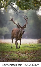 Red deer Stag In search of a female