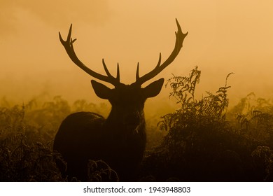 Red Deer Stag Silhouette At Dawn In Busy Park, London