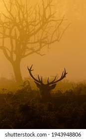 Red Deer Stag Silhouette At Dawn In Busy Park, London