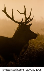 Red Deer Stag Silhouette At Dawn In Busy Park, London