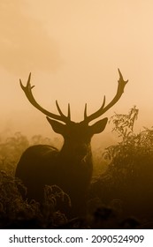 Red Deer Stag Silhouette At Dawn In Busy Park, London