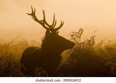 Red Deer Stag Silhouette At Dawn In Busy Park, London