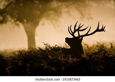 Red Deer stag in silhouette, scenting the air