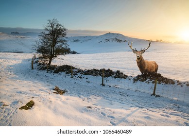 Red deer stag in Snow covered Winter landscape at sunrise 
