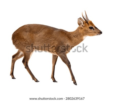 Red Deer Stag Standing Isolated on White Background Wildlife Portrait