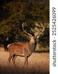 Red Deer Stag At Sunrise In Windsor Great Park