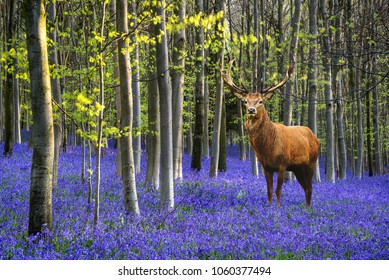 Red Deer Stag In Vibrant Bluebell Landscape In Spring Beech Tree Forest At Sunrise