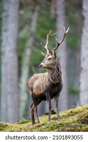 Red Deer Stag Walking Amongst The Pine Trees In The Cairngorms Of Scotland