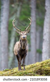 Red Deer Stag Walking Amongst The Pine Trees In The Cairngorms Of Scotland