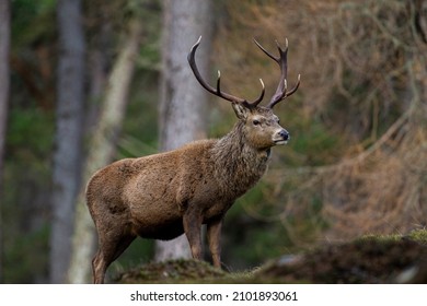 Red Deer Stag Walking Amongst The Pine Trees In The Cairngorms Of Scotland