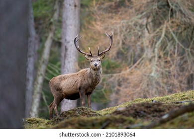 Red Deer Stag Walking Amongst The Pine Trees In The Cairngorms Of Scotland