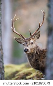 Red Deer Stag Walking Amongst The Pine Trees In The Cairngorms Of Scotland