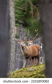 Red Deer Stag Walking Amongst The Pine Trees In The Cairngorms Of Scotland