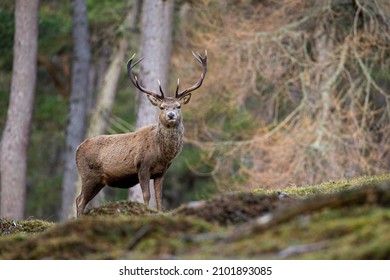 Red Deer Stag Walking Amongst The Pine Trees In The Cairngorms Of Scotland