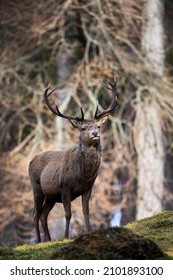 Red Deer Stag Walking Amongst The Pine Trees In The Cairngorms Of Scotland