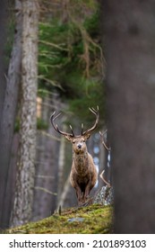 Red Deer Stag Walking Amongst The Pine Trees In The Cairngorms Of Scotland