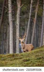 Red Deer Stag Walking Amongst The Pine Trees In The Cairngorms Of Scotland