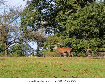 Red Deer Stag Walking Through Ancient English Parkland Beneath Autumn Trees. A mature red deer stag walks across open grassland framed by ancient trees and a weathered dead trunk beneath a clear blue sky. Warm autumn light and the expansive woodland setting create a timeless British wildlife scene, highlighting the beauty of red deer in their natural habitat.