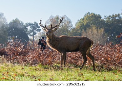 Red Deer Stag With Wildlife Photographer Behind On A Beautiful Morning