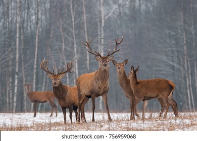 Red Deer Stag In Winter. Winter Wildlife Landscape With Herd Of Deer (Cervus Elaphus). Deer With Large Branched Horns On The Background Of Winter Forest.  Stag Close-Up, Artistic View. Trophy Deer - Powered by Shutterstock