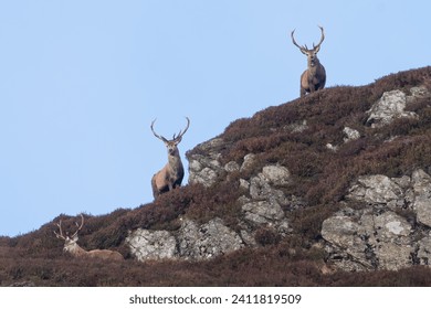 Red deer stags (Cervus elaphus) on the hillside, Glenshee, Cairngorms, Scotland