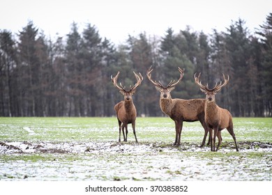 Red Deer Stags (Cervus elaphus) in the Scottish Winter Snow