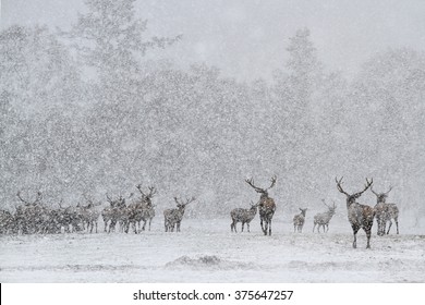 Red Deer Stags (Cervus elaphus) in the Scottish Winter Snow. (Colour Version)