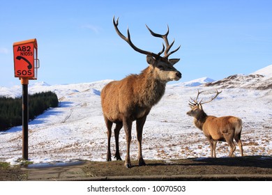 Red Deer Stags down in the Scottish Glens for food - Powered by Shutterstock