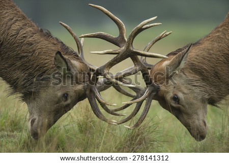 Red deer stags fighting - Cervus elaphus