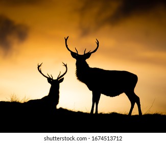 Red Deer Stags At Sunset In Scotland