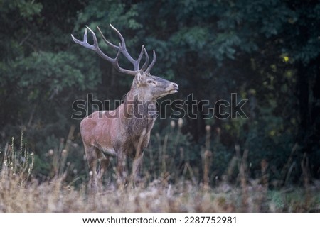 red deer standing in Abruzzo National Park, Italy