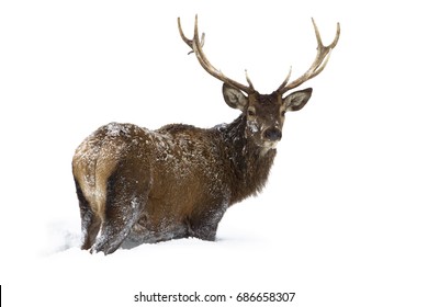 Red Deer Standing In Winter Snow