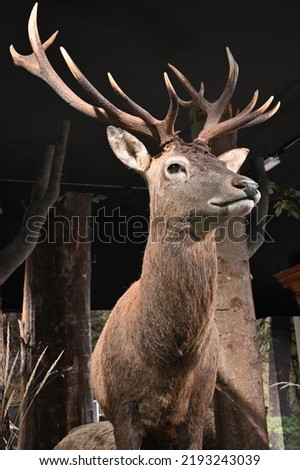 Red deer taxidermy objects animals