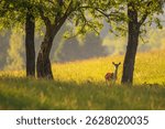 Red deer with velvet antlers resting in the shadow of summer trees in Masuria, Poland.
