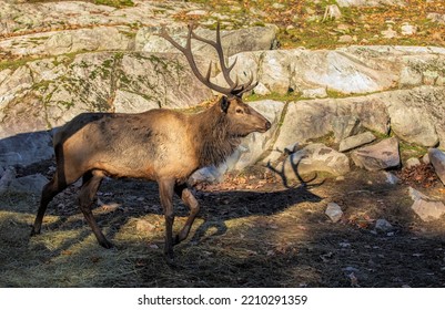 Red Deer Walking In The Forest In Autumn In Canada