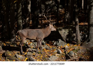 Red Deer Walking In The Forest In Autumn In Canada