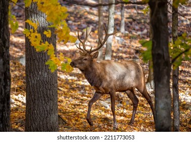 Red Deer Walking In The Forest In Autumn In Canada