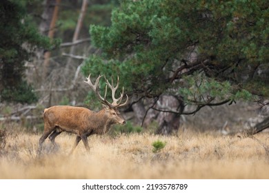 Red Deer Walking On Dry Grassland In Autumn National Park