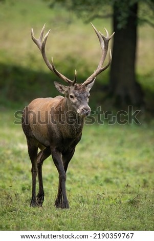 Similar – Rocky Mountain Elk (lat. Cervus canadensis), Canada