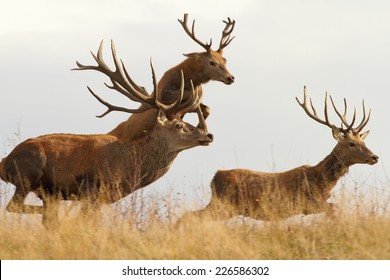 red deers ( Cervus elaphus ) on a wild run, one in the air