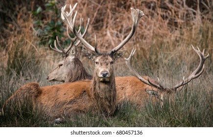 Red Deers At Margam Country Park