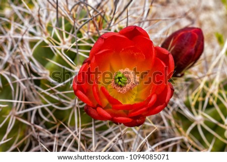 Red Desert Flower,  Cactus, Joshua Tree National Park, Southern California, USA