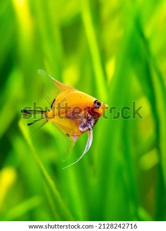 Red devil angelfish in tank fish with blurred background (Pterophyllum scalare)